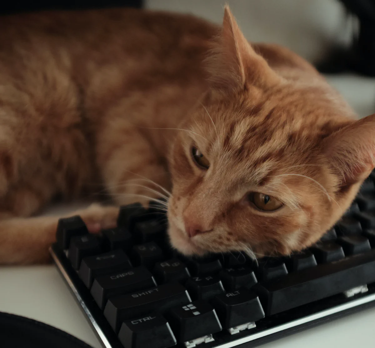 Litteraturpris givet til bog skrevet af kat, der har gået rundt på tastatur